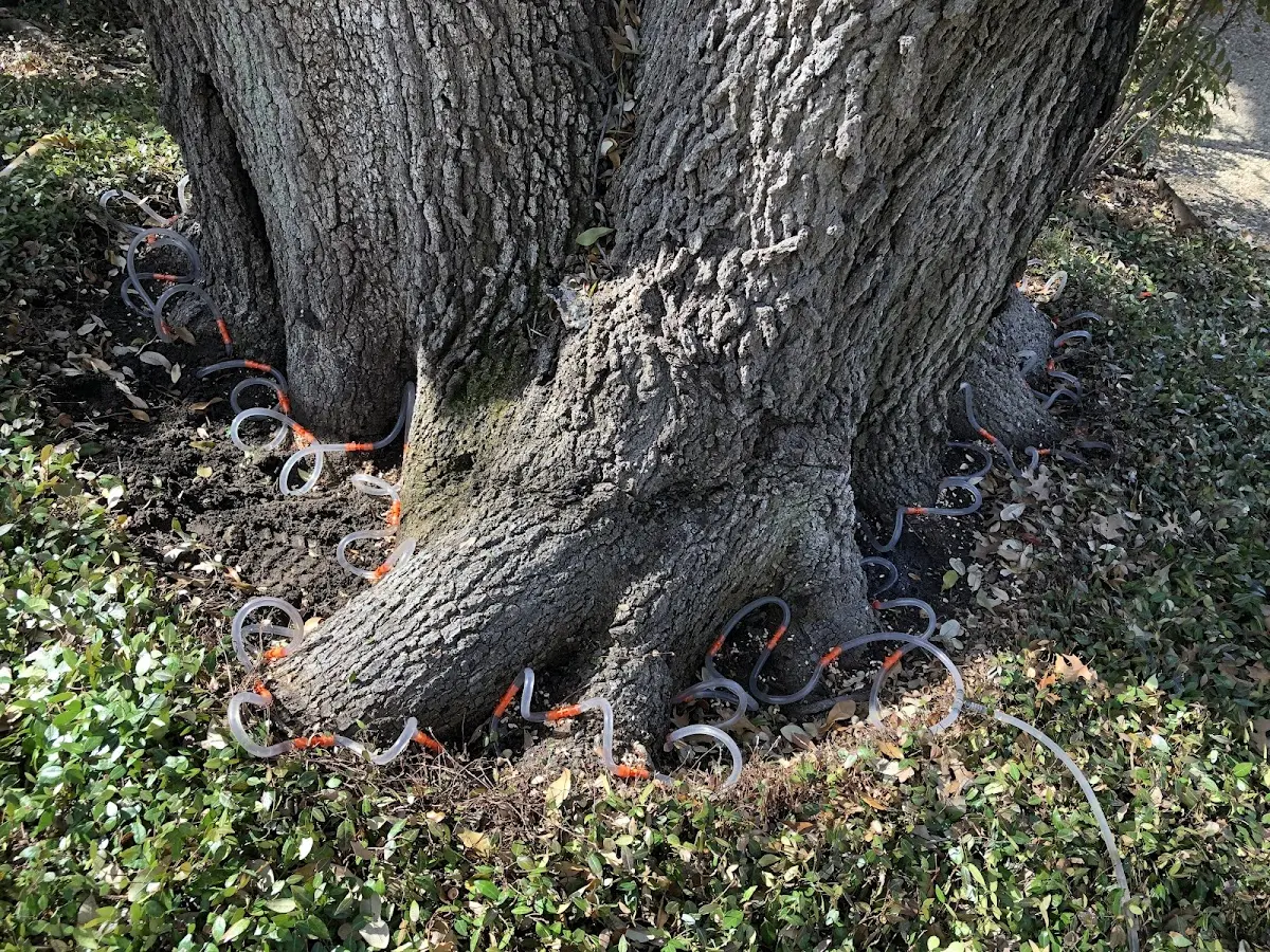 Detailed Tree Cabling and Bracing job site in Little Compton