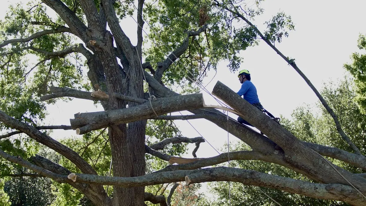 Professional Crown Thinning performed by certified arborists in Little Compton